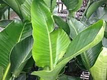 Giant White Bird of Paradise in Black Pot