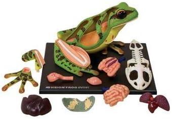 4D Vision Frog Highly Detailed Science Model Kit