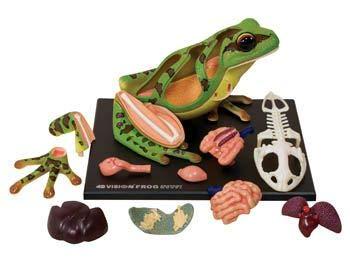 4D Vision Frog Highly Detailed Science Model Kit