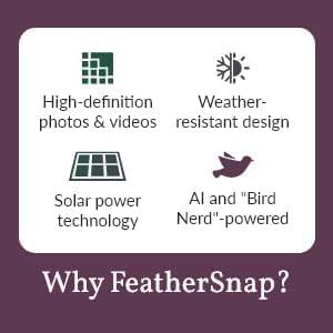 Feathersnap Scout WiFi Solar-Powered Smart Bird Feeder