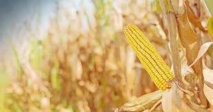 4 Pounds Whole Kernel Feed Corn - Made in USA - Make Corn Meal