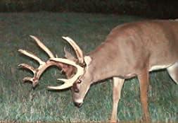 Antler King Fall-Winter-Spring Food Plot Blend