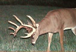 Antler King Fall-Winter-Spring Food Plot Blend