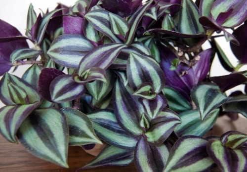 Daylily Nursery Wandering Jew Live Plant with 4in Pot