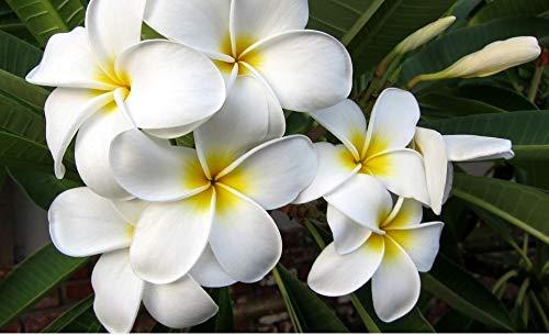 Hawaiian White Plumeria Plant Cutting ~ Grow Hawaii