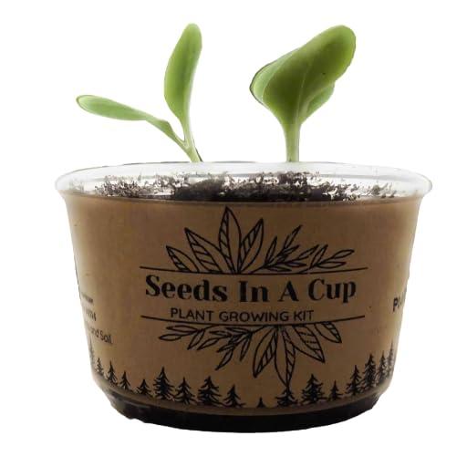 Seeds in a Cup Tree Starter Kit with Premium Soil