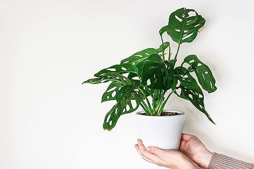 American Plant Exchange Monstera Adansonii Swiss Cheese, 4-Inch Pot, Live Vining Houseplant