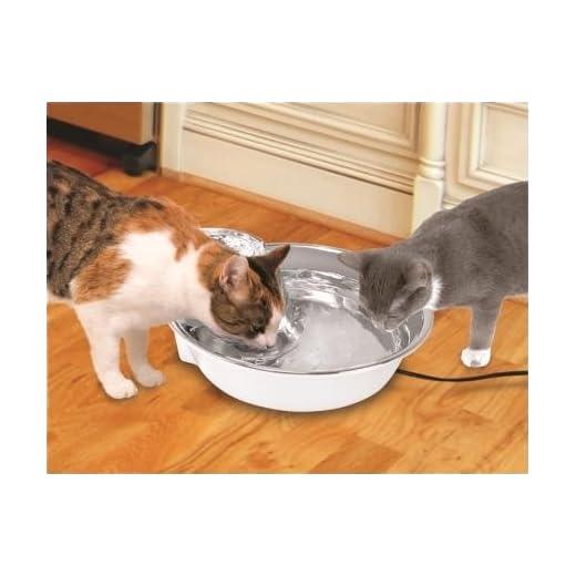 Pioneer Fountain Big Max- Stainless Steel