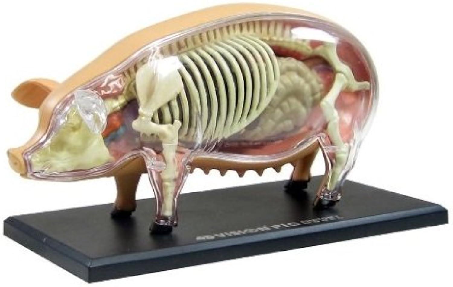 4D Pig Anatomy Model with Detachable Organs