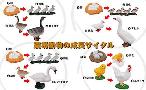 Toymany 16PCS Life Cycle of Goose White Swan Chicken Duck Farm Animals Figures, Plastic Safariology Growth Cycle Eggs Figurines Toy Kit School Project Cake Topper for Kids Toddlers