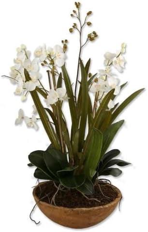 Orchid Arrangement in Pot