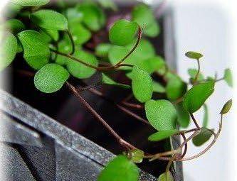 Biblical Angel Vine in 2.5" Pot for Full Sun Exposure