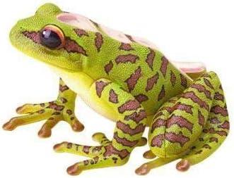 4D Vision Frog Highly Detailed Science Model Kit