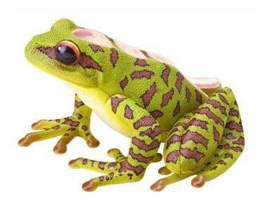4D Vision Frog Highly Detailed Science Model Kit