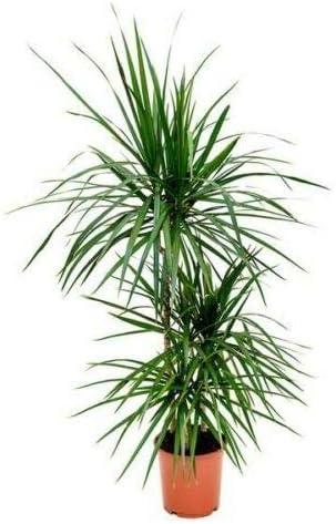 Extra Large Madagascar Dragon Tree in Black Pot