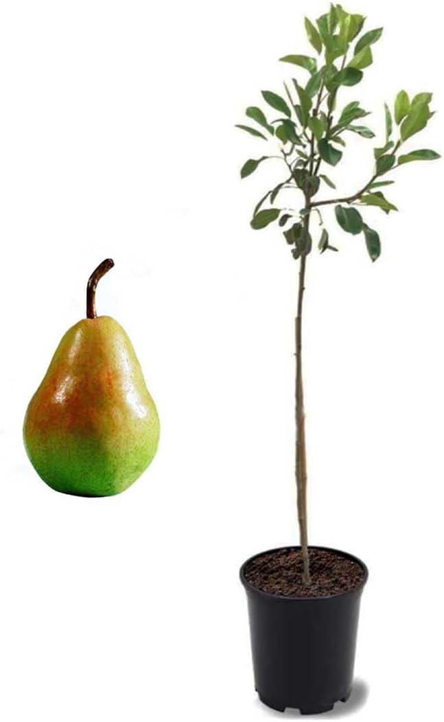 Live Pineapple Pear Tree in 1-Gallon Pot