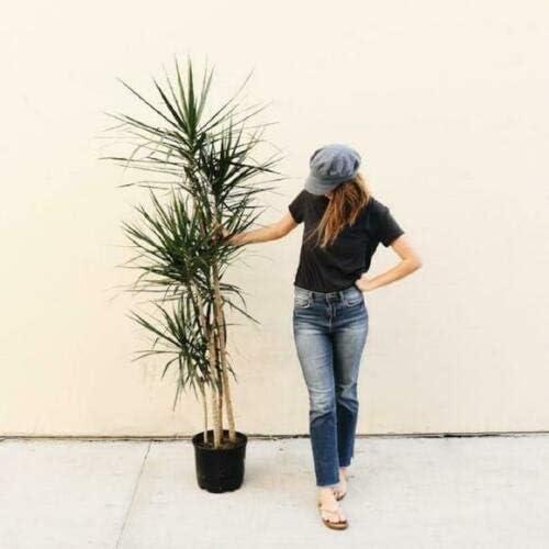 Extra Large Madagascar Dragon Tree in Black Pot