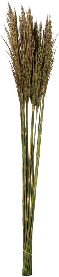 Zellmer 36" Plume Reed Bundle (15-20 stems), Preserved