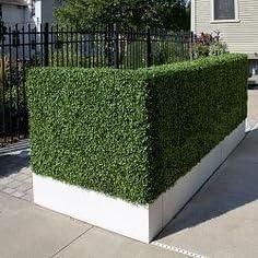 20-inch Artificial Boxwood Hedge Greenery Panels Milan 12pc