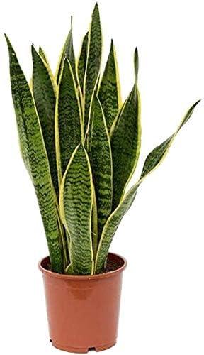 American Plant Exchange Sansevieria Laurentii, Live Snake Plant, 6-Inch Pot, Golden Edge Foliage, Easy Care, Low-Light Houseplant