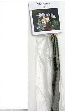 Hawaiian White Plumeria Plant Cutting ~ Grow Hawaii