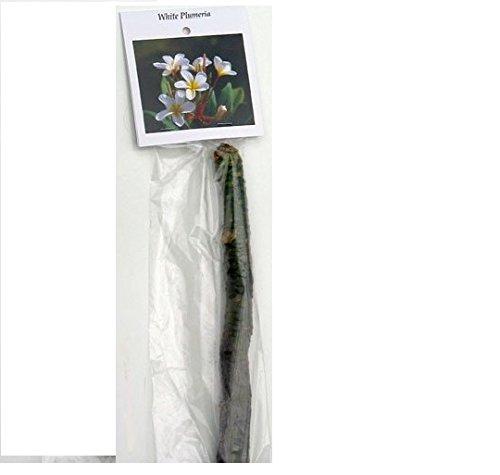 Hawaiian White Plumeria Plant Cutting ~ Grow Hawaii