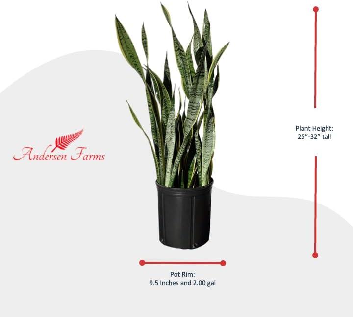 Sansevieria Laurentii Indoor/Outdoor Plant in Black Pot, Green and Yellow