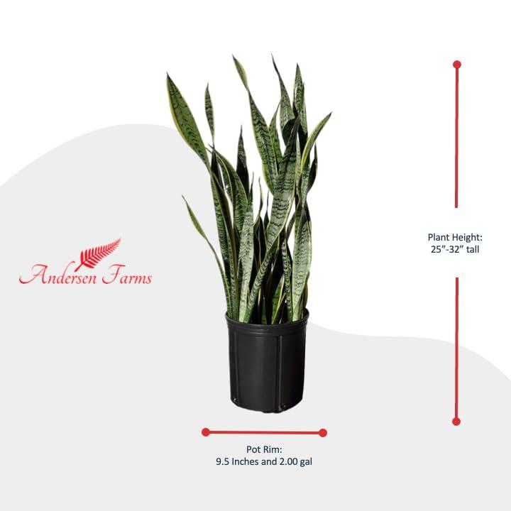 Sansevieria Laurentii Indoor/Outdoor Plant in Black Pot, Green and Yellow