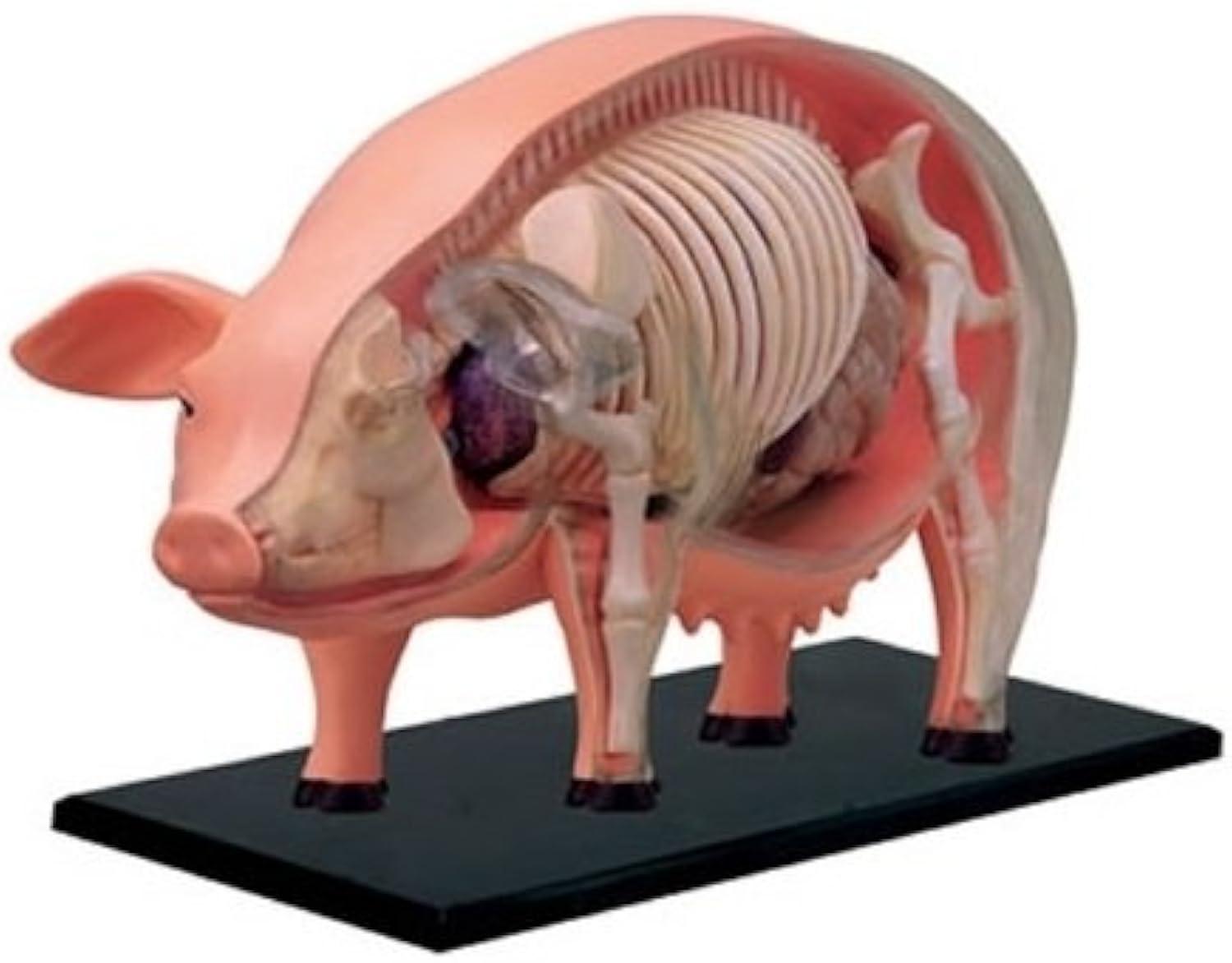 4D Pig Anatomy Model with Detachable Organs