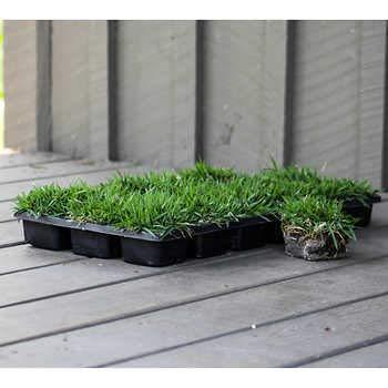 Florida Foliage Zoysia Sod Plugs - Large 3" x 3" Plugs - 18 Count Tray - Drought, Salt & Shade Tolerant Turf Grass