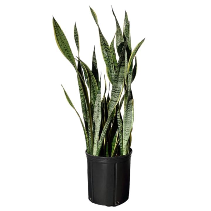 Sansevieria Laurentii Indoor/Outdoor Plant in Black Pot, Green and Yellow