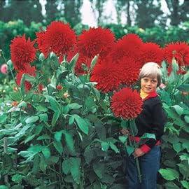 Giant Red Dahlia Flower Seeds for Vibrant Gardens