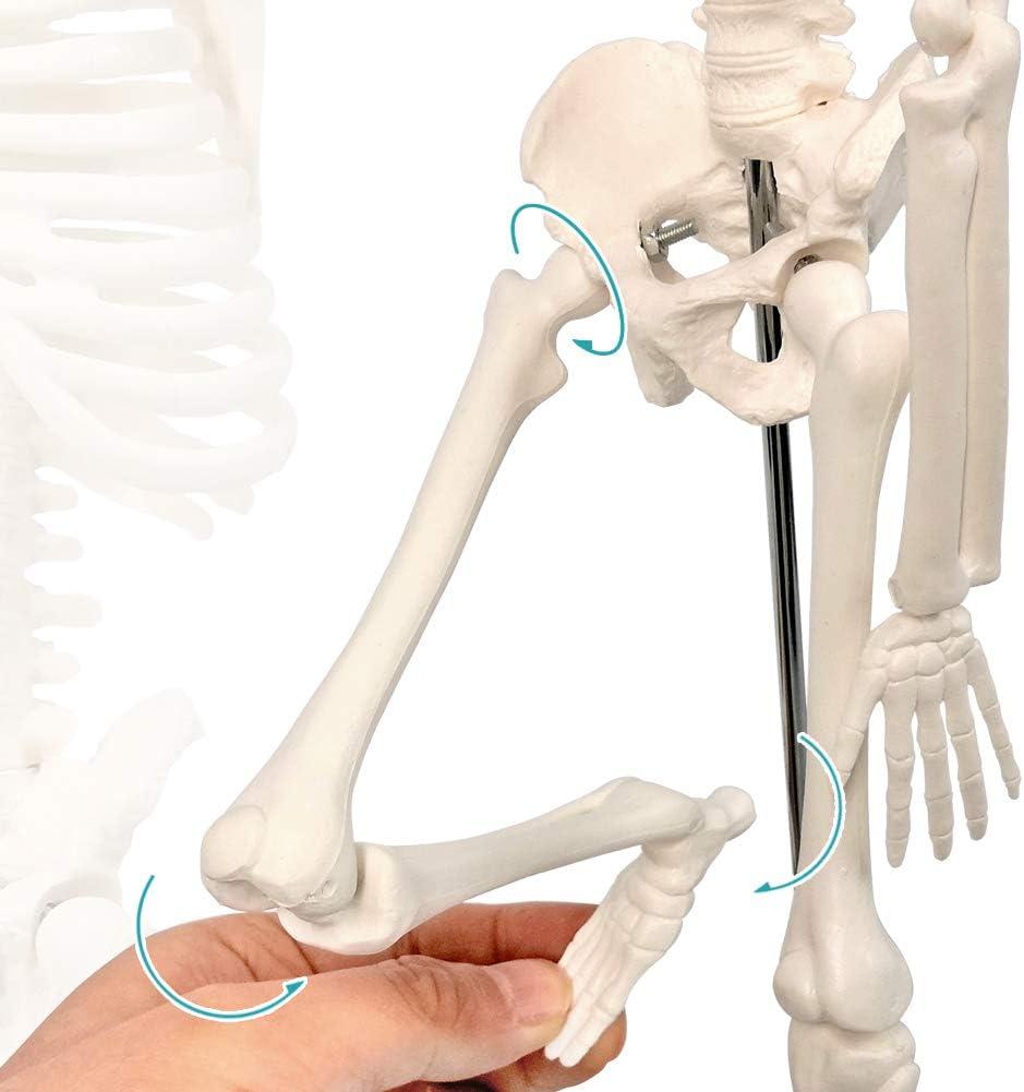 NEW HORIZON 17.7“ High Scientific Human Skeleton Model for Anatomy,Anatomy Human Body Model,with Movable Arms and Legs Bones Structures,Whole Spine and Ribs of The Skeleton Model are Integrated