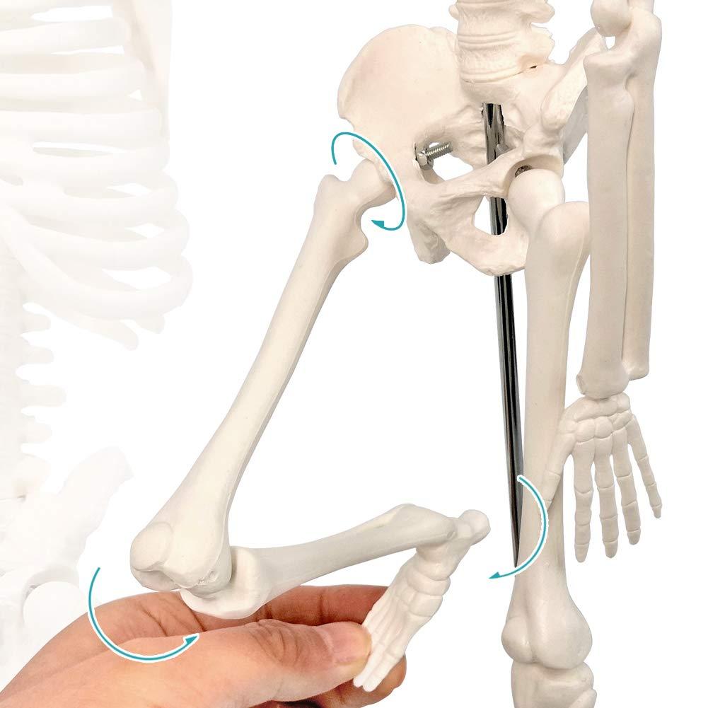 NEW HORIZON 17.7“ High Scientific Human Skeleton Model for Anatomy,Anatomy Human Body Model,with Movable Arms and Legs Bones Structures,Whole Spine and Ribs of The Skeleton Model are Integrated
