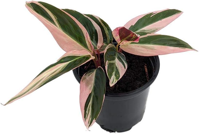 Tricolor Prayer Plant - Stromanthe triostar -  4" Pot - Live Plant