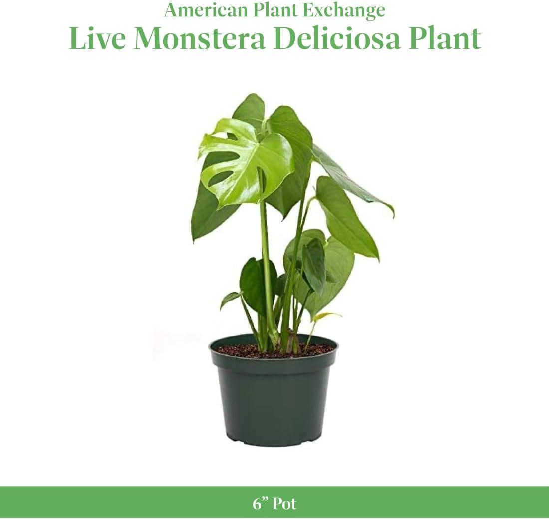 American Plant Exchange Monstera Deliciosa Split-Leaf, Live Tropical Plant, 6-Inch Pot, Vining Houseplant