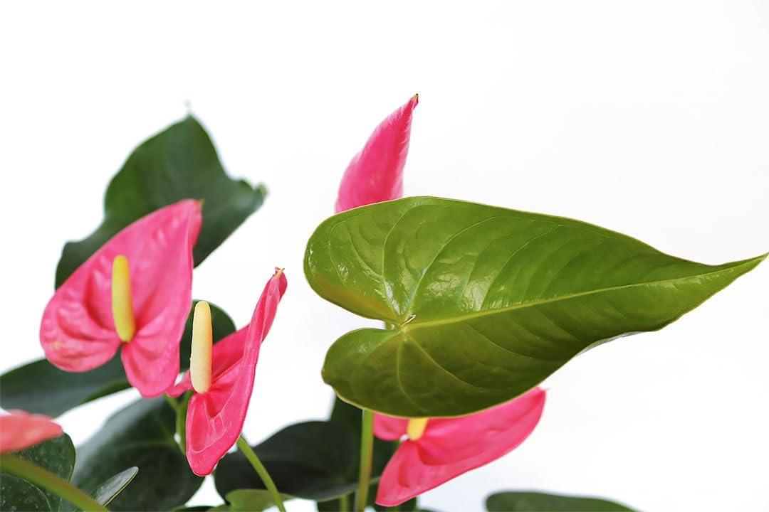 American Plant Exchange Pink or Peach Anthurium Flamingo Flower, 6-Inch Pot