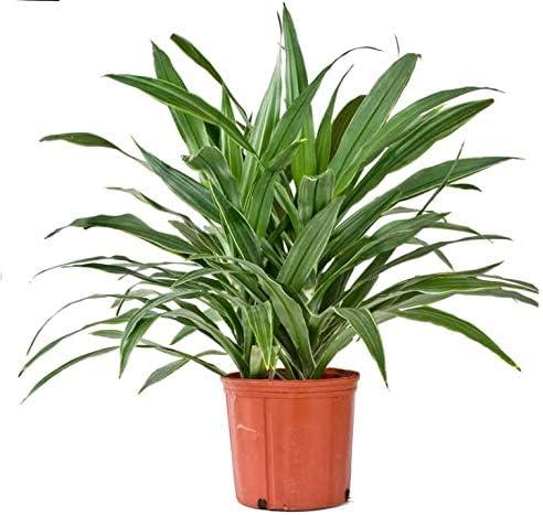 Large Dark Green Dracaena Janet Craig in Black Plastic Grower Pot