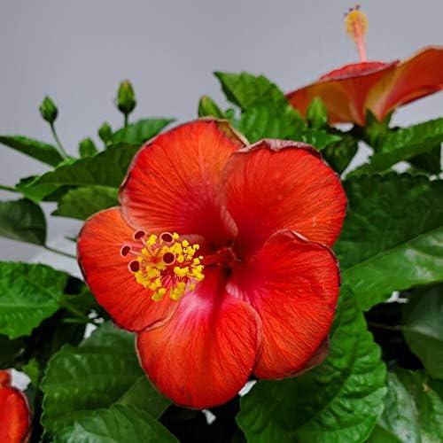 Tropical Plants of Florida 26" to 28" Double Peach Hibiscus Bush; Flowering Plant, Full Sunlight