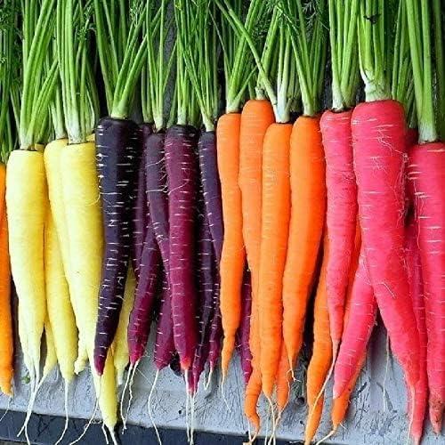 Rainbow Blend Carrot Seeds (Daucus carota) – 500+ Heirloom Non-GMO Seeds, Rare and Colorful Varieties, by Isla’s Garden Seeds, Perfect for Home Vegetable Gardens, Fresh and Vibrant Harvest