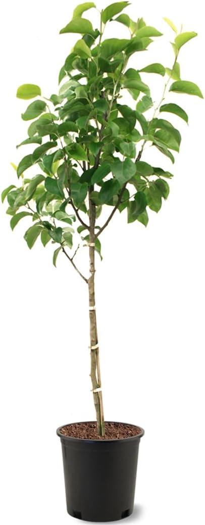 Flordahome Pear Tree with White Flowers in 5-Gallon Pot