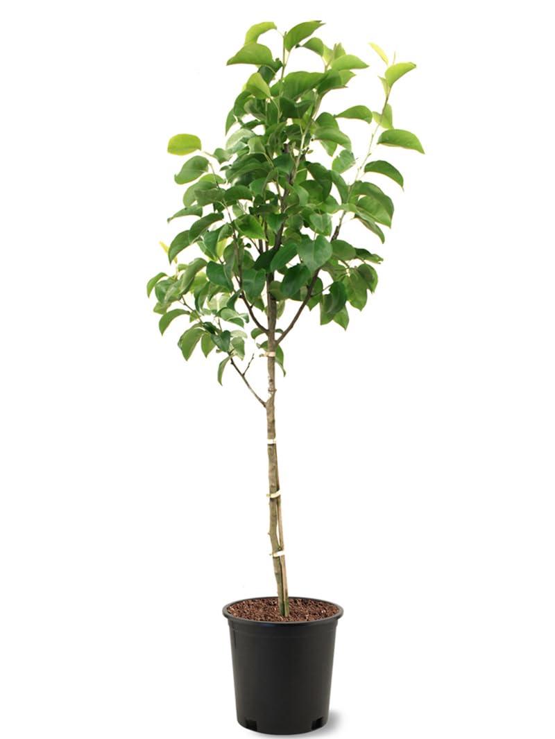 Plant Exchange Live Fruit Tree Orient Pear Outdoor Landscape Tree, 5-Gallon Pot