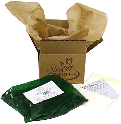 Van Zyverden Astilbe Visions® 3 Plant Roots Multicolor Partial Shade Perennial Pollinator 1 lb