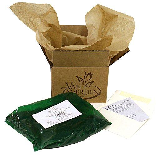 Van Zyverden Astilbe Visions® 3 Plant Roots Multicolor Partial Shade Perennial Pollinator 1 lb