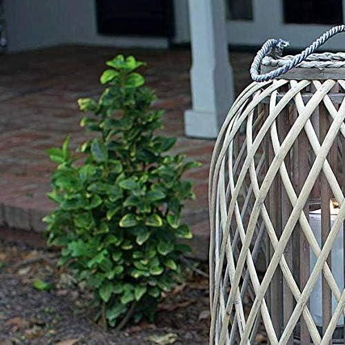 Kalalou Kalalou Tabletop