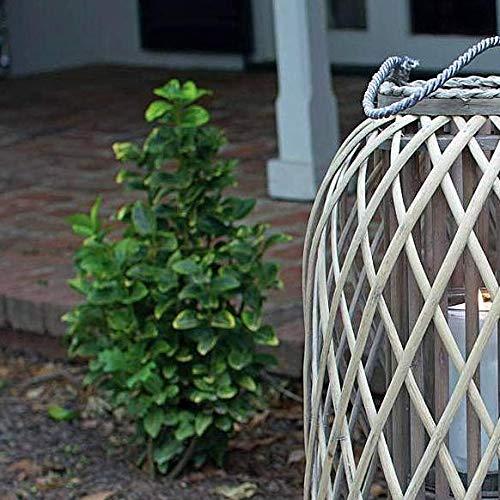 Kalalou Kalalou Tabletop