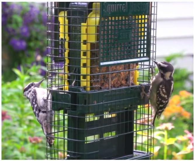 Brome Bird Care Squirrel Buster Truly Squirrel-Proof Suet Feeder (Green, 2-Pack)