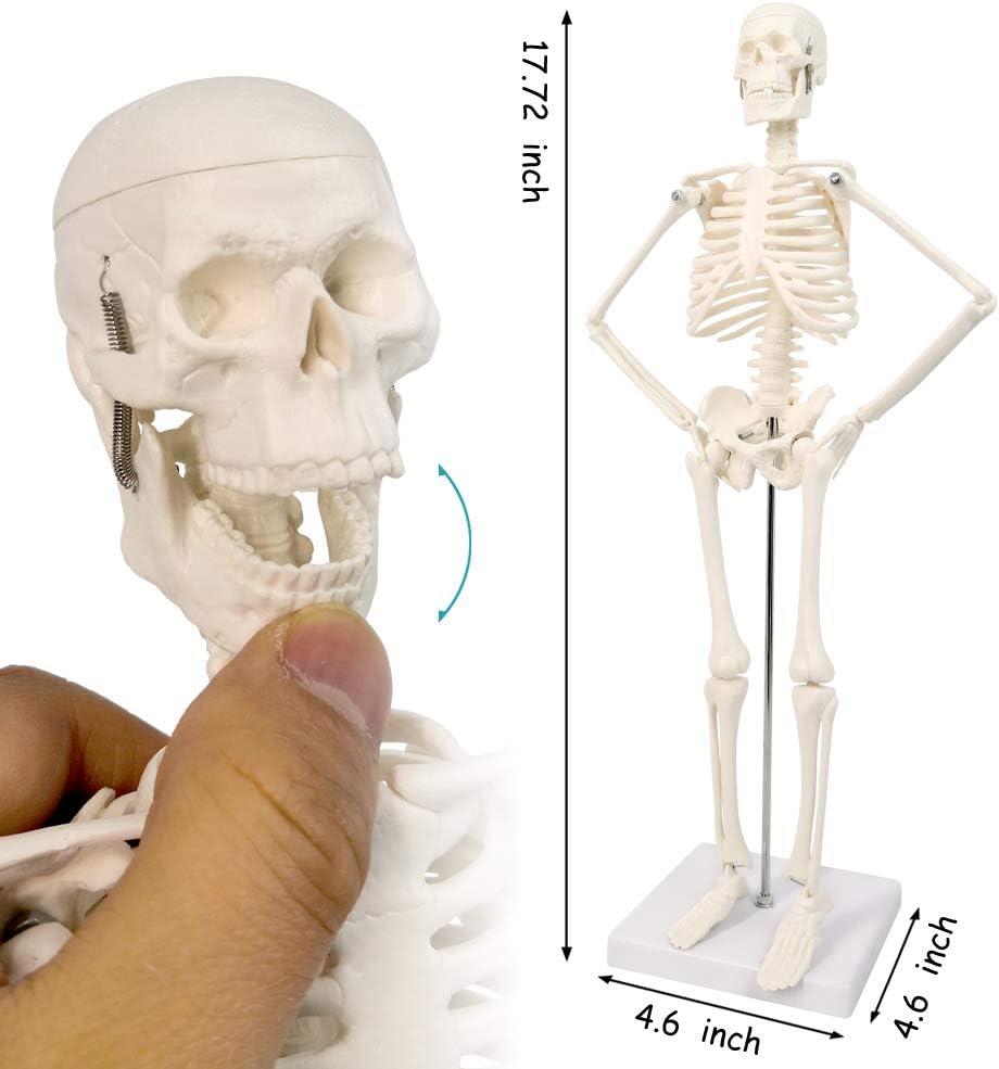 NEW HORIZON 17.7“ High Scientific Human Skeleton Model for Anatomy,Anatomy Human Body Model,with Movable Arms and Legs Bones Structures,Whole Spine and Ribs of The Skeleton Model are Integrated