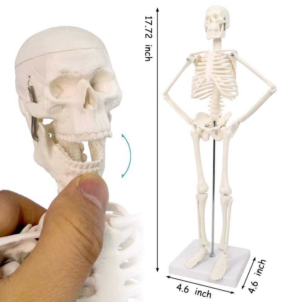 NEW HORIZON 17.7“ High Scientific Human Skeleton Model for Anatomy,Anatomy Human Body Model,with Movable Arms and Legs Bones Structures,Whole Spine and Ribs of The Skeleton Model are Integrated