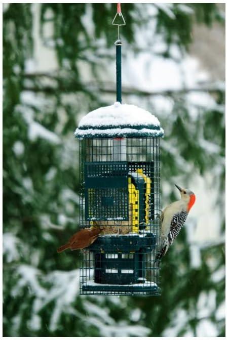 Brome Bird Care Squirrel Buster Truly Squirrel-Proof Suet Feeder (Green, 2-Pack)